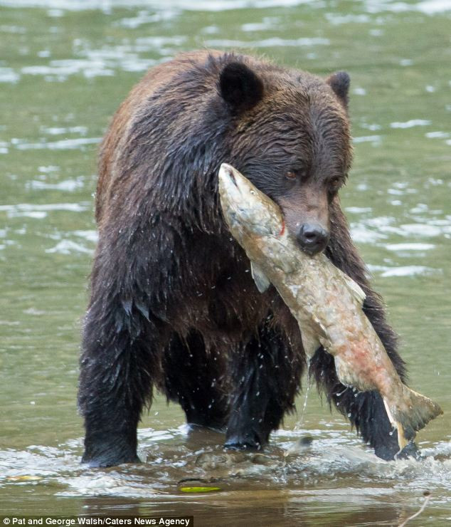 After a brief moment of rest however he continued his search in the water and plucked a juicy catch for dinner