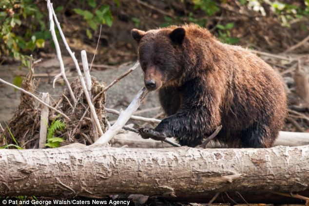 The young bear appeared to grow tired after wading in the waters while looking for fish