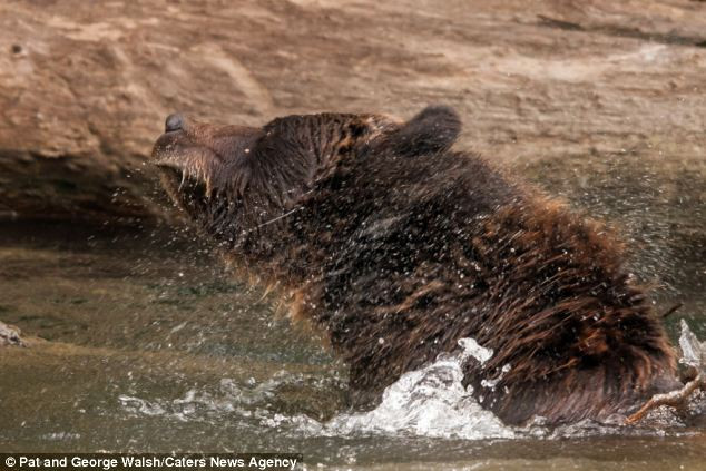 Photographers Pat and George Walsh said the bear was working hard against the current in his attempts to catch a fish