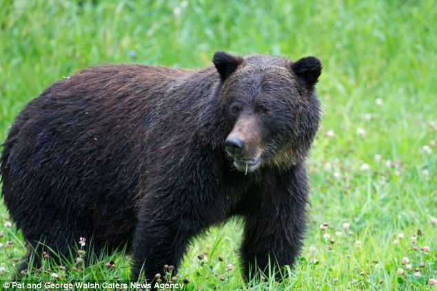 The photographers said he ended up catching a large Chinook Salmon following his efforts