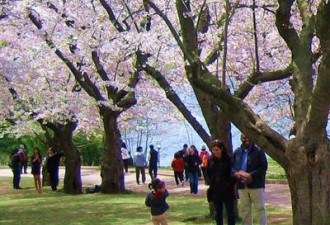 多市海柏公园观樱期未到 5月初才开花