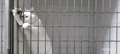 越狱之王：法国猫从笼内成功脱身两次