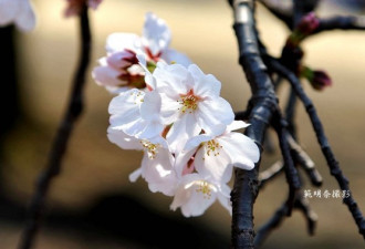 新宿御苑盛开的樱花 美丽地倾国倾城