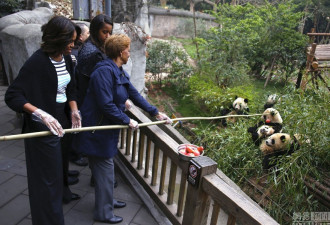 实拍：米歇尔母女竹竿逗弄大熊猫宝宝