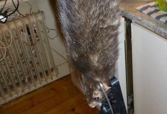 瑞典一家捕到1米长巨鼠 猫被吓得够呛