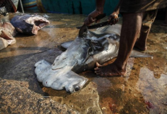 残忍血腥 实拍斯里兰卡渔民屠宰鲨鱼