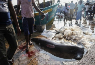 残忍血腥 实拍斯里兰卡渔民屠宰鲨鱼