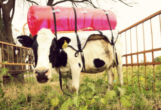 阿根廷开发新能源 奶牛背“采屁包”