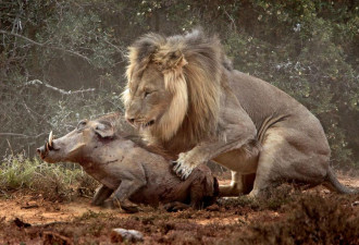 组图：非洲疣猪闲逛吵醒睡狮 被扑食