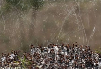 蚂蚁集体向空中喷射液体 轰击掠食者