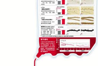 吸血鬼疗法﹕老鼠输年轻血液返老还童