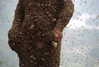 男子赤膊召来46万只小蜜蜂制“蜂衣”