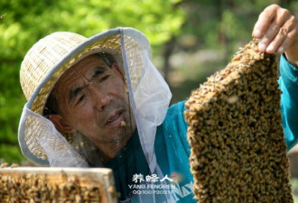 实拍：养蜂人戴面罩 现场采新鲜蜂蜜
