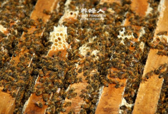 实拍：养蜂人戴面罩 现场采新鲜蜂蜜
