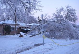 冰暴导致树木受损 旺市政府免费派树苗