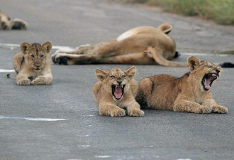 南非成群幼狮公园马路上玩耍 交通堵塞