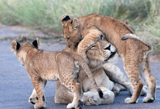 南非成群幼狮公园马路上玩耍 交通堵塞