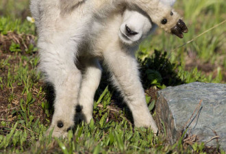 实拍冰河公园小山羊：和摄影师捉迷藏