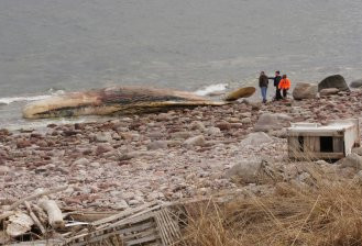 纽芬兰又见抹香鲸尸 镇长想拍卖被阻挠