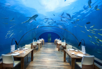 马尔代夫海底餐厅形似水族馆 鲨鱼陪伴