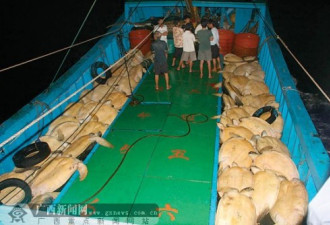 中国渔民在南海捞什么 有人的确可恨