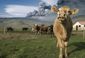 实拍冰岛火山喷发：奶牛抢镜 表情搞笑