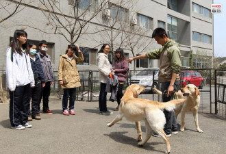 敬忠职守屡遭白眼 导盲犬成文明试金石