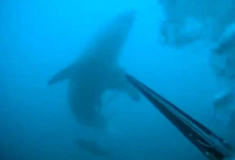 美潜水员与4米长大白鲨搏斗全身而退