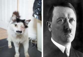 猫咪酷似希特勒 遭暴徒残忍袭击致失明