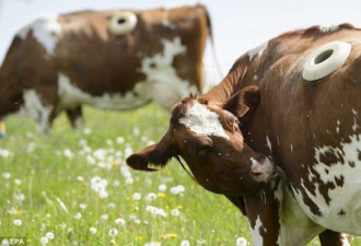 残忍！瑞士观察牛消化 在活牛身上打洞