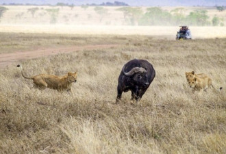 游客围观11头狮子捕猎水牛 水牛终逃脱