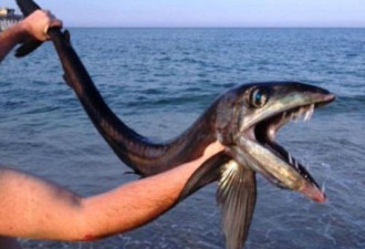 美海滩深海怪鱼：嘴长獠牙 有食人倾向