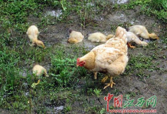 一母鸡孵出七鸭仔 形影不离悉心照看