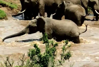 摄影：肯尼亚象群急流中协力搭救小象