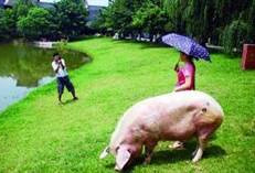 汶川地震猪坚强 体重已经超过300斤