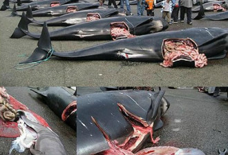 CNN列举9大极具争议食材 海豚肉上榜