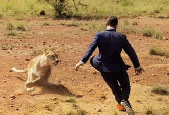 实拍南非野生动物管理员与3只狮子踢球