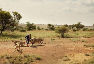 实拍南非野生动物管理员与3只狮子踢球