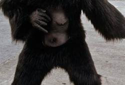 动物园员工扮大猩猩 惨被兽医麻醉倒
