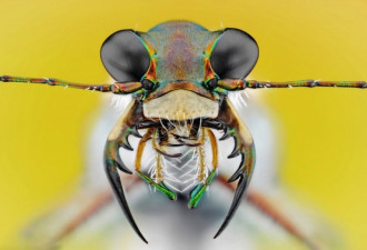 微距昆虫王国：从蜘蛛四眼到胡蜂触须