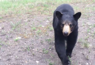 视频：阿尔伯塔省两男子跑步时被熊跟随