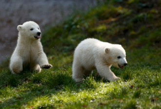 春天里的动物宝贝：北极熊在草地玩耍