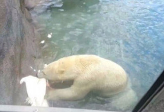 动物园白孔雀误入北极熊围栏 被熊撕食