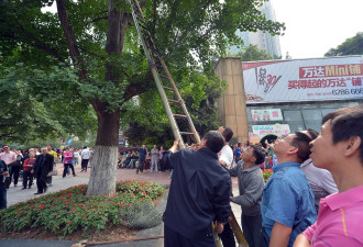 重庆上百人围观兽医上树徒手擒飞鼠