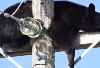 加国黑熊有创意 爬到电线杆顶上睡午觉