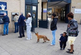 伦敦自动取款机前狐狸排队 照片被疯传