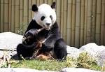 多伦多动物园“报喜” 熊猫二顺或怀孕