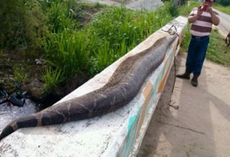 村民杀死7.6米长巨蟒 称担心其吞食孩童