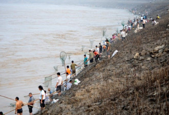 三门峡开闸 民众列十公里长阵冒险捞鱼