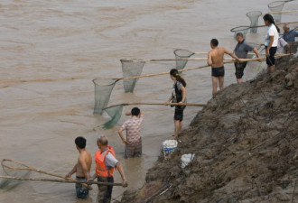 三门峡开闸 民众列十公里长阵冒险捞鱼
